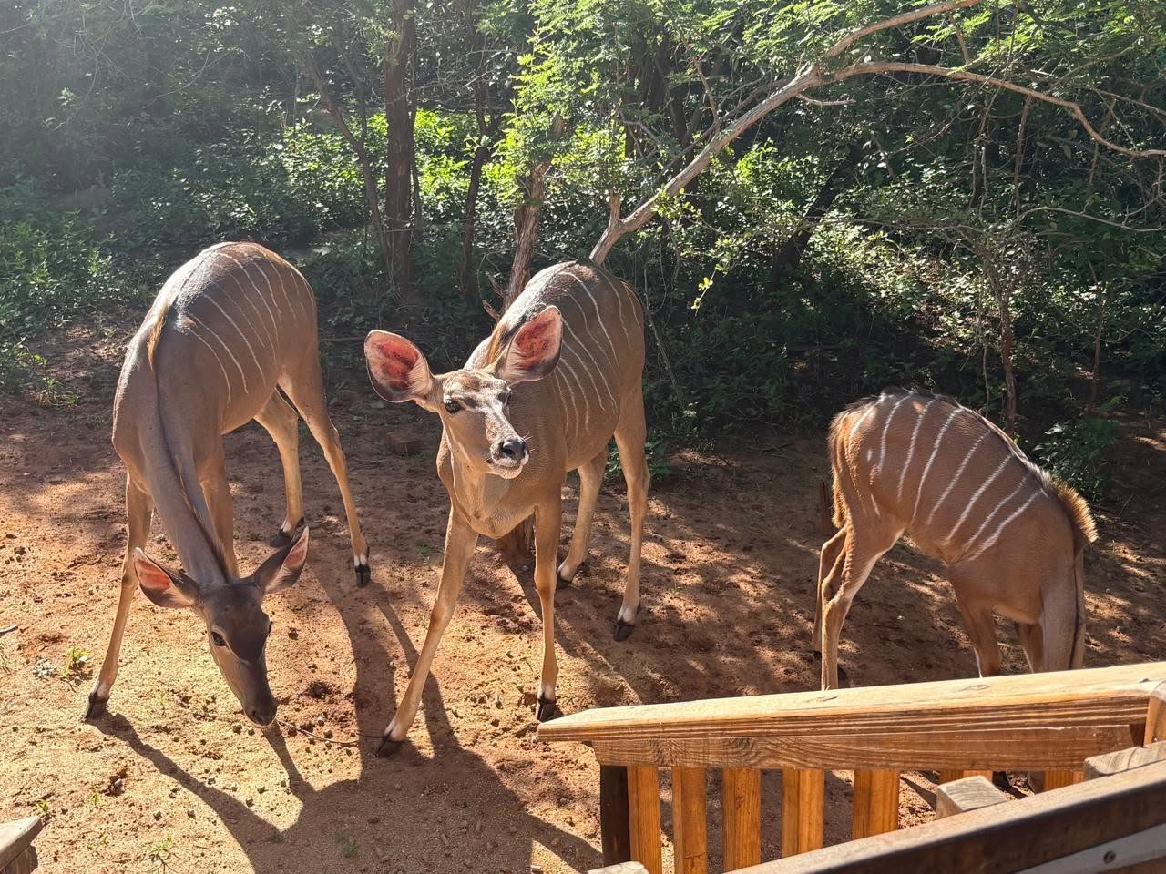 Kudu spotted near Bosveldrus in Marloth Park
