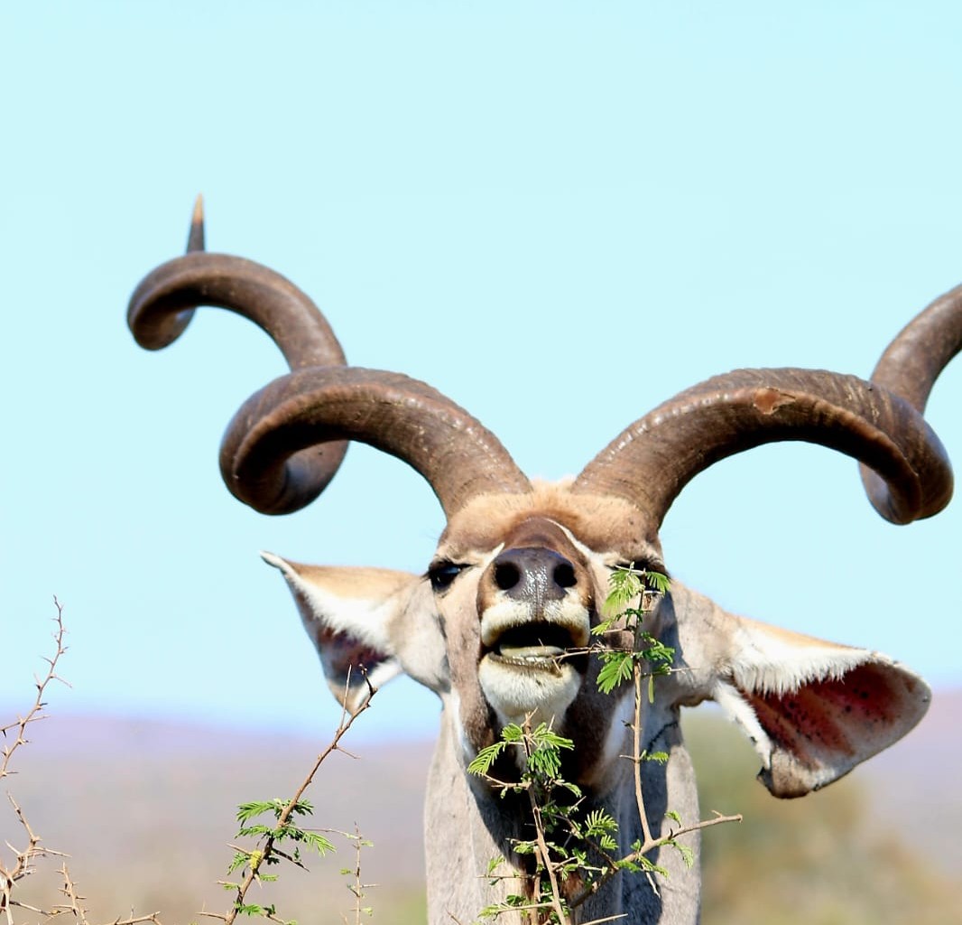 Kudu spotted near Bosveldrus in Marloth Park
